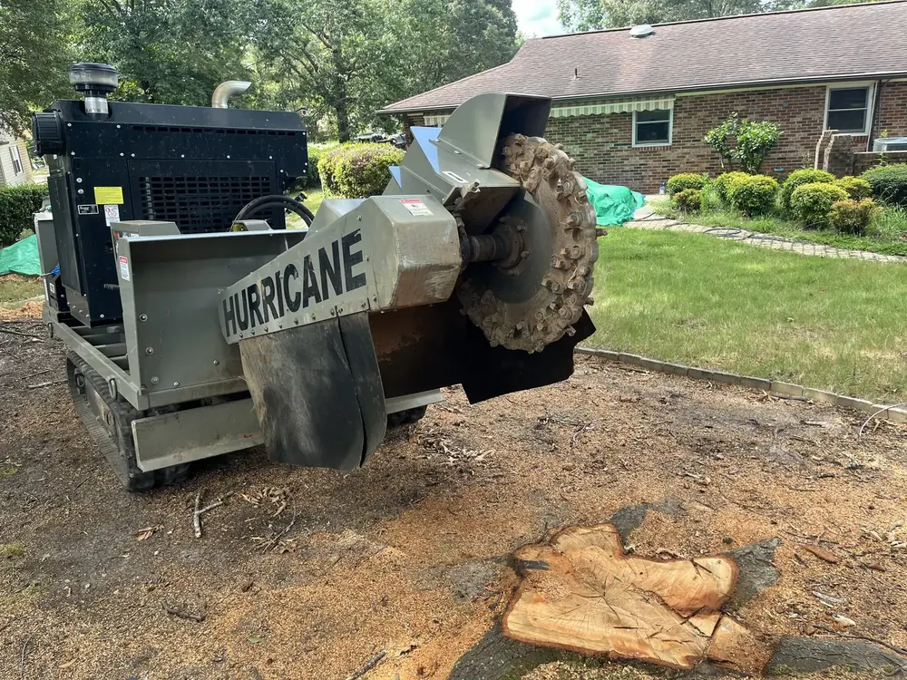 Hurricane stump grinder beside a cut stump