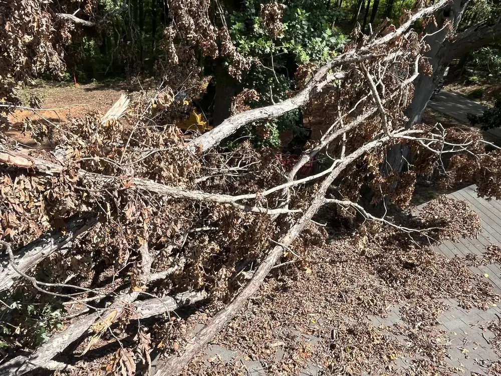 Large fallen tree and branches at a cleanup site